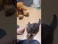 【驚愕】自らお友達に話しかけにいく猫が賢すぎた...#shorts #マンチカン #猫