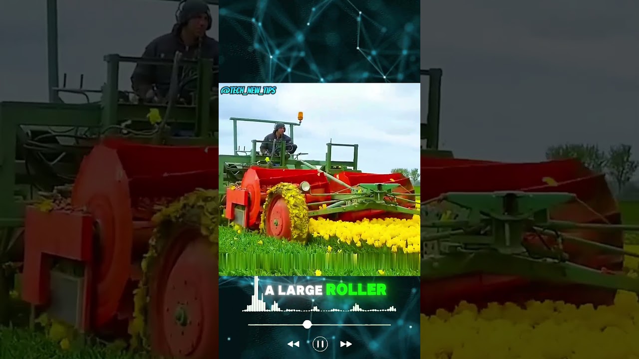 Mechanizing tulip bulb cultivation. 