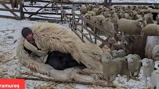 Doarme noaptea în cojoc, pe ger, când fată oile. Respect pentru acești oameni dedicați oieritului