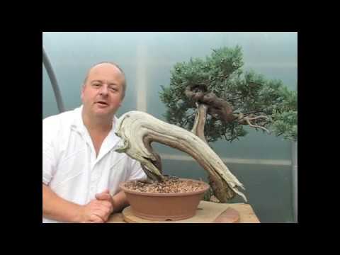 Video: Kuinka Hoitaa Bonsai