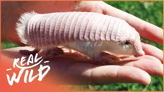 Worldwide Search For Incredibly Rare Pink Fairy Armadillo | Weird Creatures | Real Wild Documentary