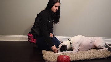 How to use a clicker in training