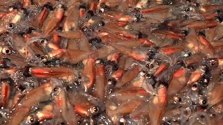 富山湾でホタルイカ漁が最盛期