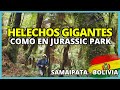 El BOSQUE de HELECHOS GIGANTES en EXTINCIÓN | Nos sentimos en JURASSIC PARK 🦖Santa Cruz, BOLIVIA