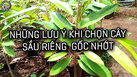 Những lưu ý khi chọn cây Sầu Riêng gốc nhớt