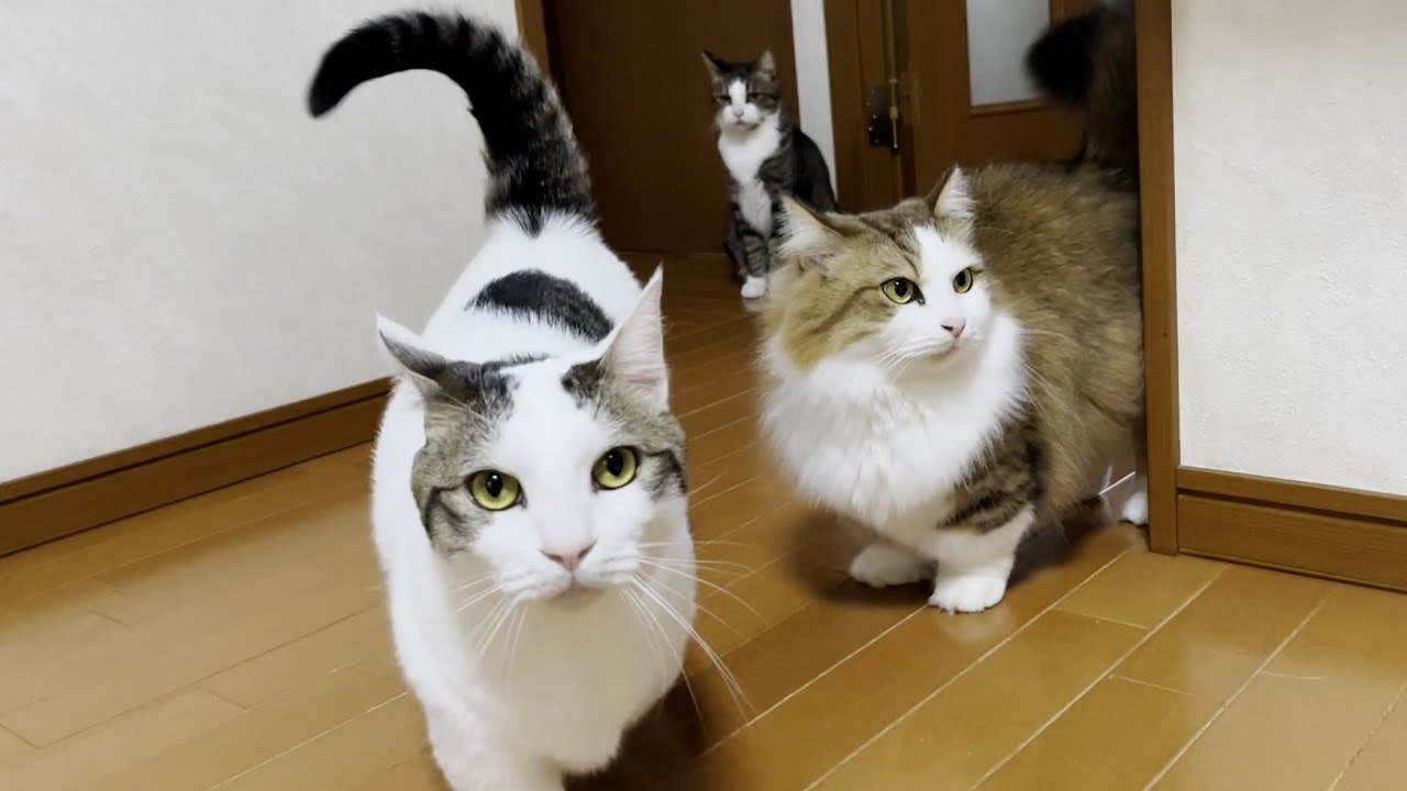 自分が思う最高の猫画 maxresdefault.jpg