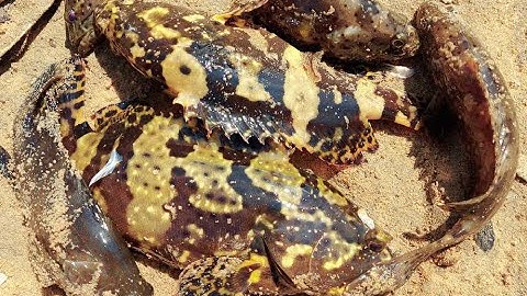 Fishing | Câu cá | Câu rê cá mú bằng mồi tôm đất sống