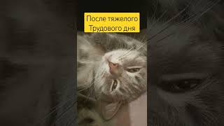 Релаксс #Shortscats #Cat #Ржачныевидео #Юмор