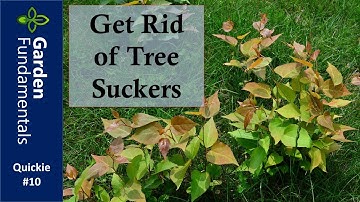 Get Rid of Tree Suckers in Your Lawn ⏳⌚️⌛️ Garden Quickie #10