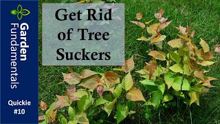 Get Rid of Tree Suckers in Your Lawn ⏳⌚⌛ Garden Quickie #10