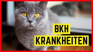 BKH KRANKHEITEN | Rassetypische Erkrankungen der Britisch Kurzhaar Katze