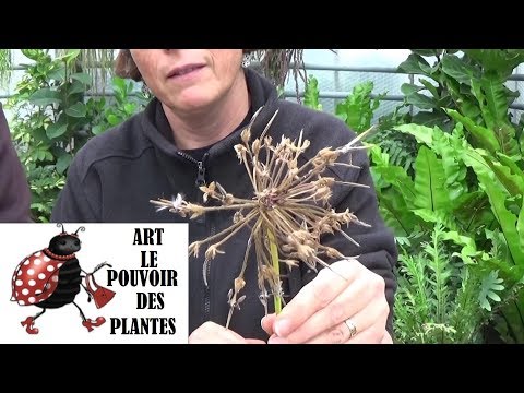 Tuto Jardinage: pélargoniums zonale: Comment récolter des graines: (géranium)