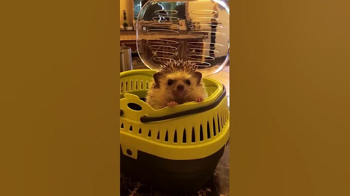 Sweet hedgehog