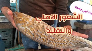 تعالو نتعرف على سمكة الشعور الحر وباقي عائلة الشعور ( قمر/بنجز/ صدف/خمخم) بالاسعار/Fish Market