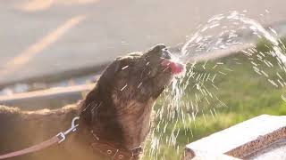 Dog Feeding Guildlines Feeding Dogs Properly Dogs Meal Guidlines High-Quality Dog Food