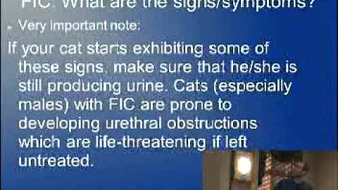 Feline Idiopathic Cystitis Dr. Jon Souders Part II.