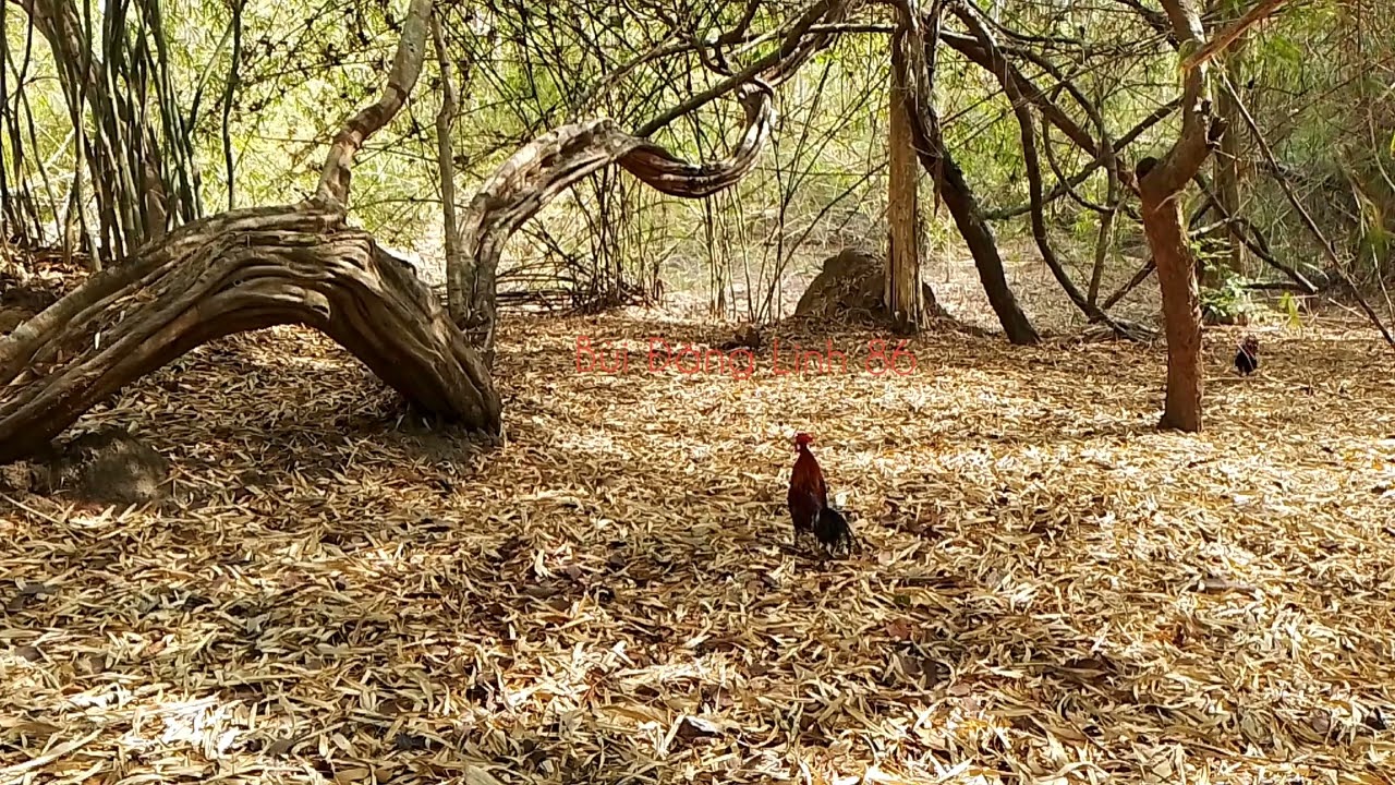 Bẫy gà rừng mới nhất ngày 25/4/2025, kèo gà rừng già nhát đá và cái kết đẹp.