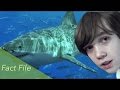 Great White Shark Fact File - Ocean Life