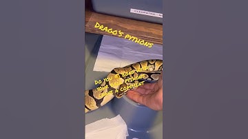 Ball Python 🐍 bonding time #livefeeding #subscribe #python #ballpython #breeding #snake #reptile