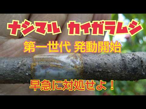 白桃介壳虫の被害を防ぐ!家庭菜園のモモの木を守る5つのステップ