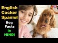 English Cocker Spaniel Dog Facts In Hindi : Popular Dogs : TUC