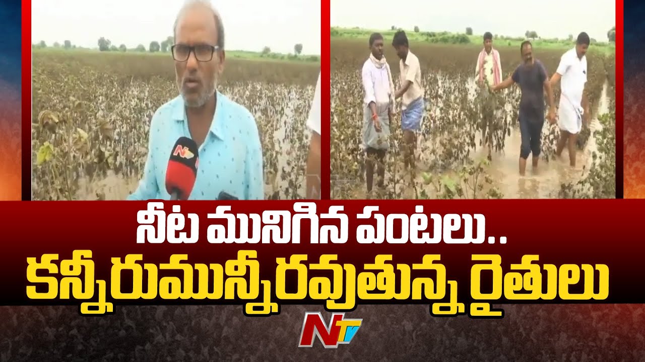 Special Report On Crop Damage In Adilabad | Telangana Rains | Ntv - YouTube
