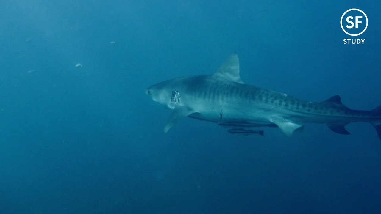 Relaxed Productivity – Live Study Music