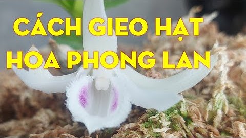 Hướng dẫn gieo hạt giống hoa lan năm 2024