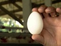 Entenda por que alguns ovos têm duas gemas