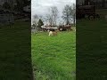 clean running lawnmower!! #sheep #lamb