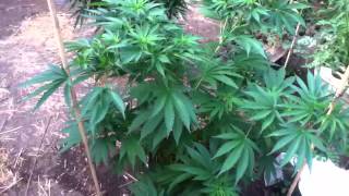 Training for max yield