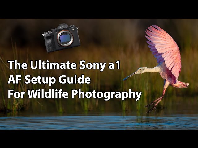 The Ultimate Sony a1 AF Setup Guide (For Wildlife Photography) class=