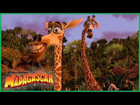 Os Momentos Mais Engraçados do Melman😹🦒 | DreamWorks Madagascar em Português