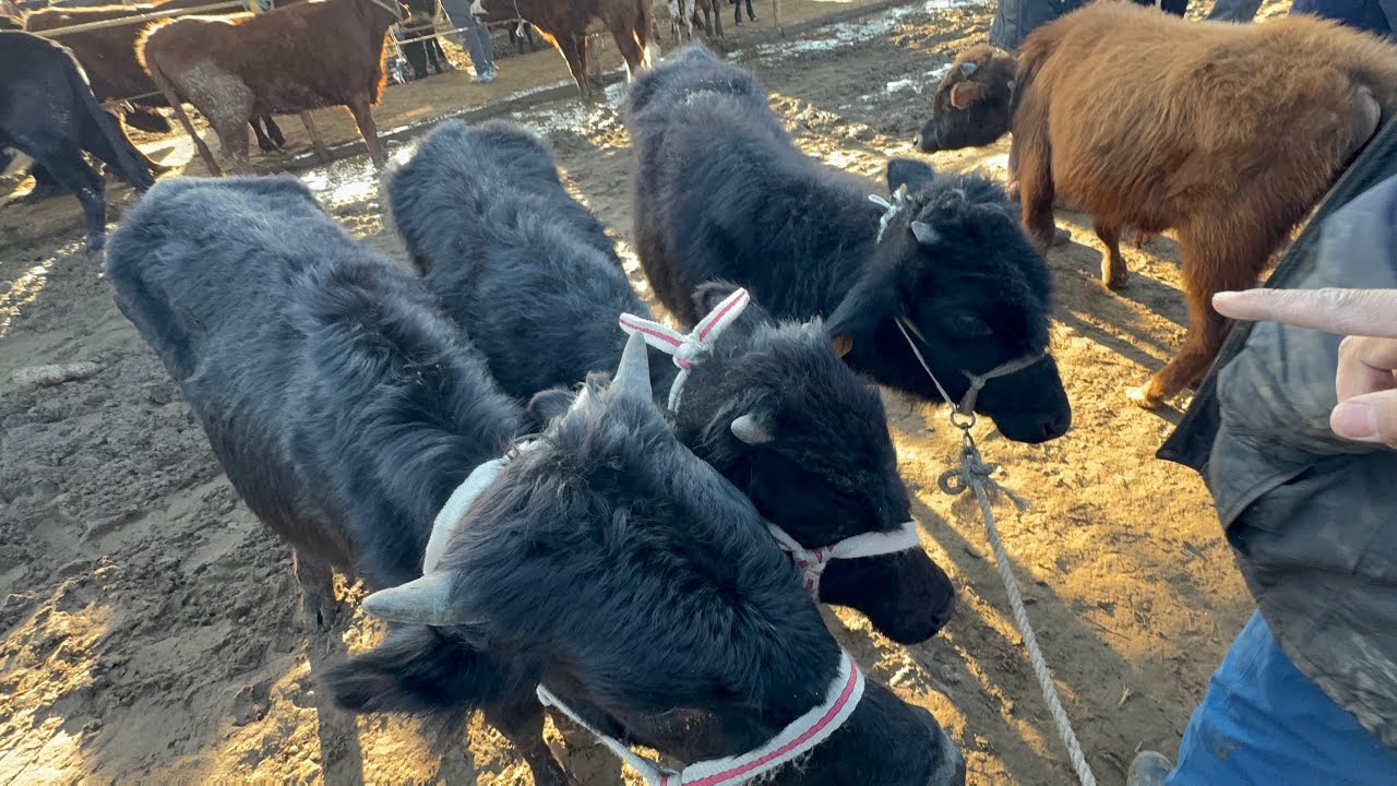 22 февраля 2026 г.ТУРТКУЛ МОЛ БОЗОРИ НАРХЛАРИ ЭГИЗАКЛАР