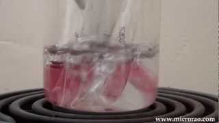 Anaerobic fermentation of mannitol by Staphylococcus aureus
