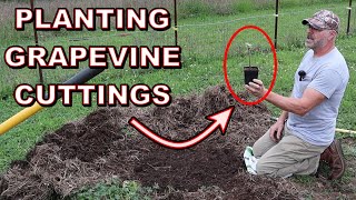 Planting My Grapevine Cuttings And How To Propagate Them