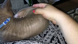 Америка . Массаж для кота . Массаж для животных . Мой рассказ про котиков . Антистресс массаж . Америка . Массаж для кота . Массаж для животных . Мой рассказ про котиков . Антистресс массаж .
