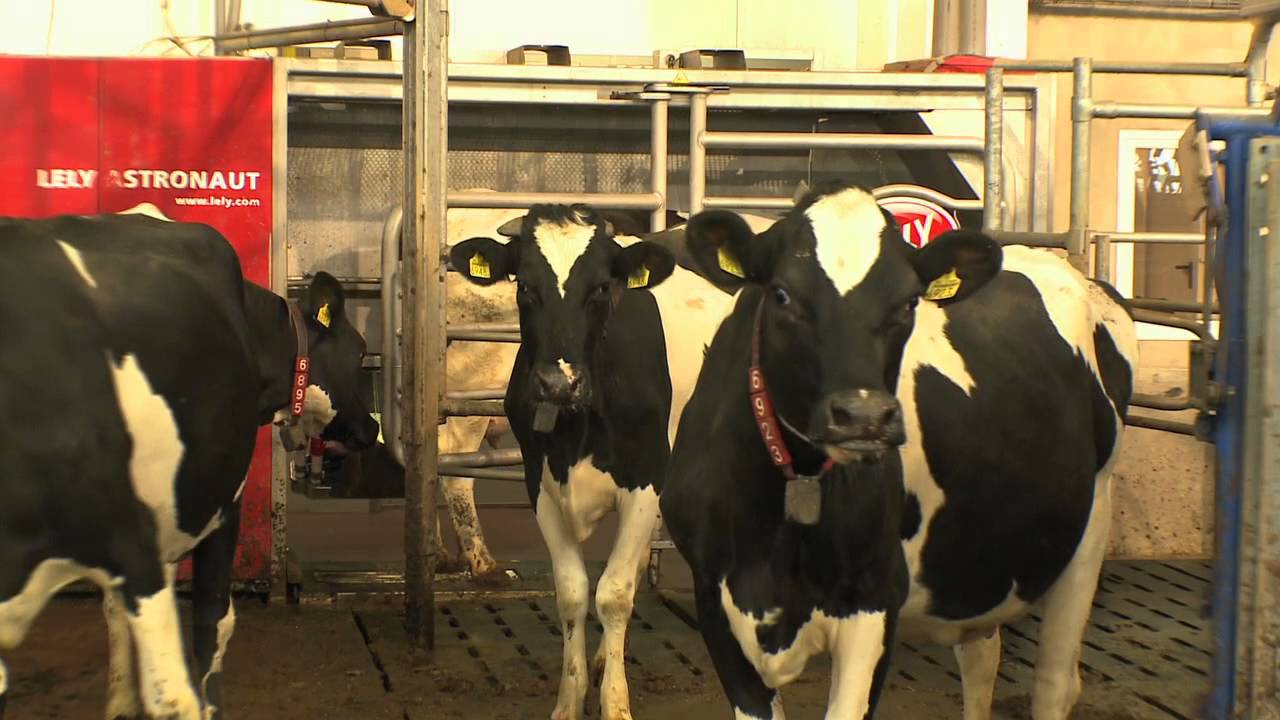 AB Werkt op bezoek bij melkveehouderij Van Iersel-Huzen in Nederweert