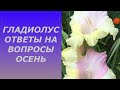 ГЛАДИОЛУСЫ КОГДА ВЫКАПЫВАТЬ И ВАШИ ВОПРОСЫ