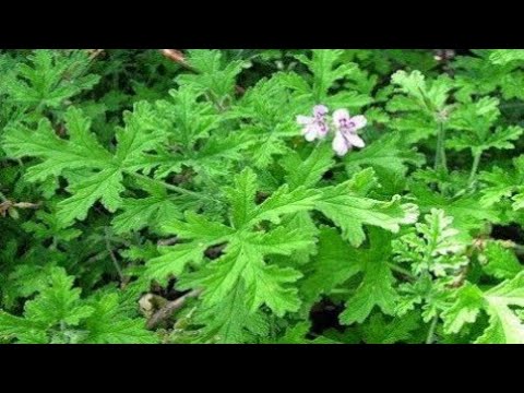 نبات عطرة