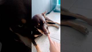 I just babyyy… #kelpie #bear #dog