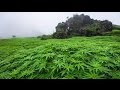 La Paradoja del Cannabis (Documental)