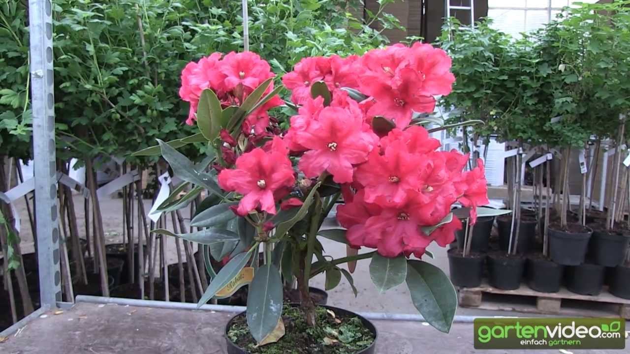 Rhododendron Hybride Rabatz