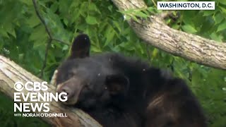 Black bear captured in Washington, D.C., neighborhood