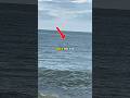 Using seals to catch fish