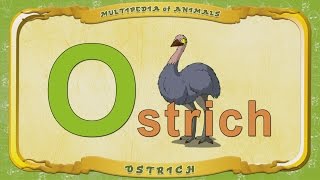 Multipedia Of Animals. Letter O - Ostrich