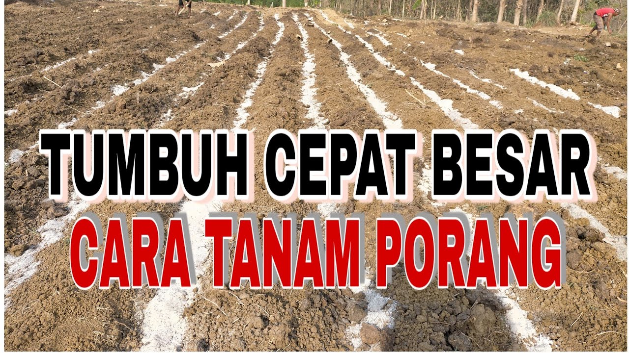 CARA MENANAM PORANG 