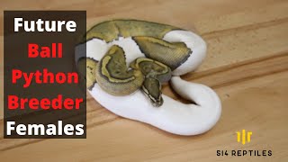 Future Ball Python Breeder Females [Ultrasound + Bonus COVID-19 Montreal Airport Ghost-Town Footage]