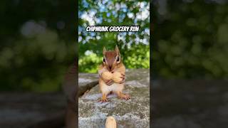 What CHIPMUNKS Love MOST #shorts #wildlife #animals #pets #education #cute #reels #shortvideo