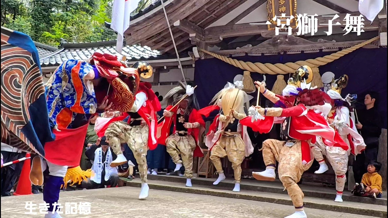 春トク祭り】富貴蘭「唐錦」7本株立ち 富貴蘭美術品大会 | 大阪の